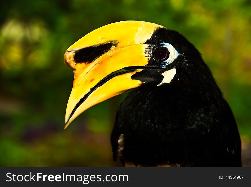 Oriental pied hornbill is 1 of 12 hornbill that you can meet at Thailand.