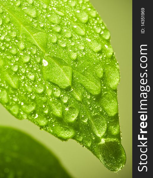 Fresh green leaf of basil with water drops. Soft focus. Fresh green leaf of basil with water drops. Soft focus.