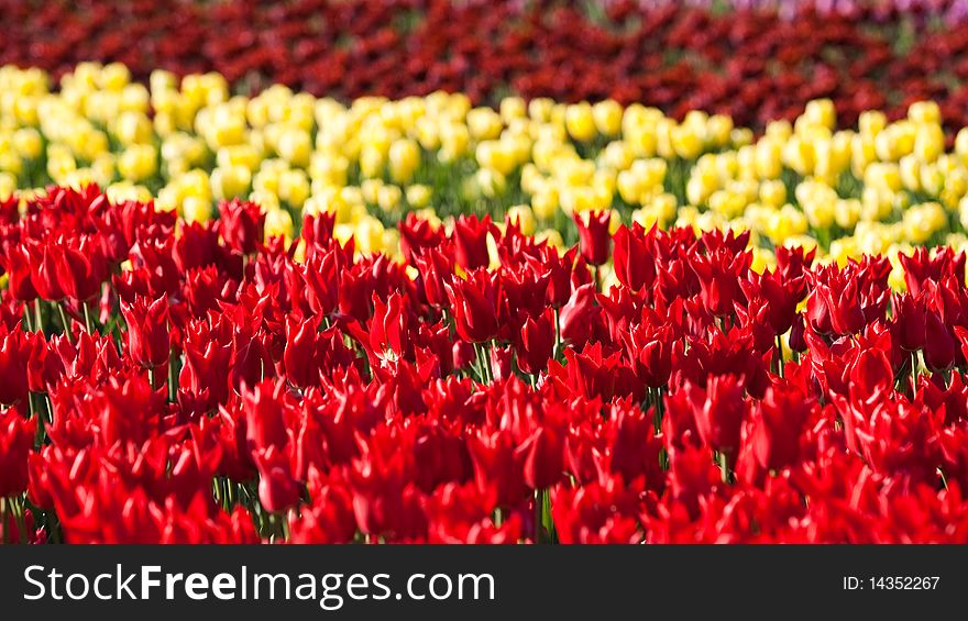 Flowerbed of tulips of different colors