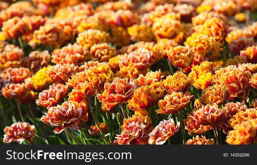 Flowerbed of special tulips