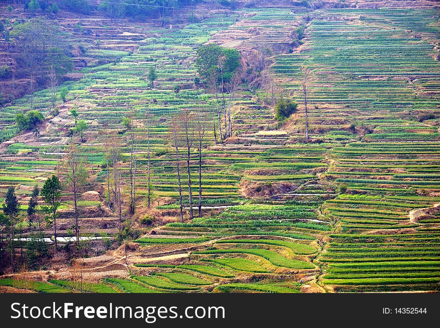 The terraced fields that the province highway side of China Yunnan sees