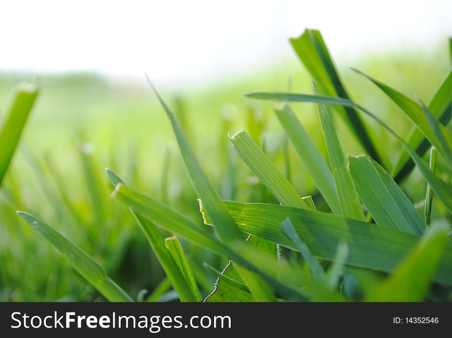 Green Grass