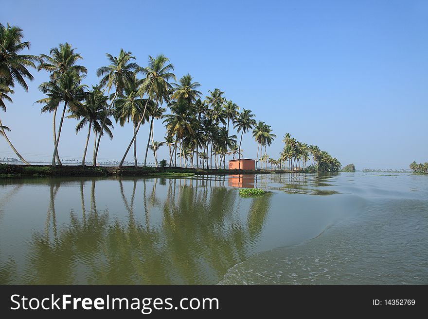 Coconut trees along the banks of backwaters of Kerala, India