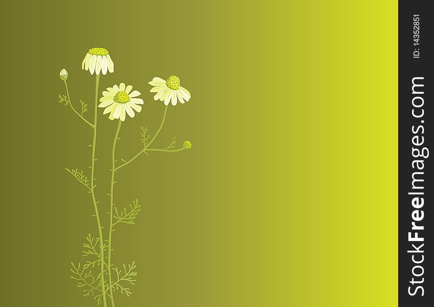 Illustration of camomile plant on green background. Illustration of camomile plant on green background