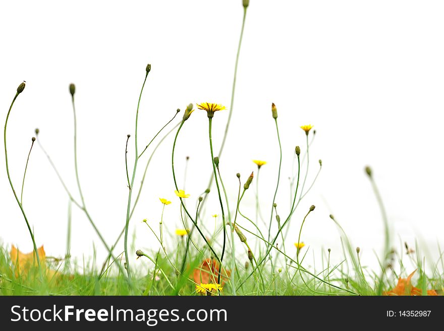 Yellow flowers in park isolated on white
