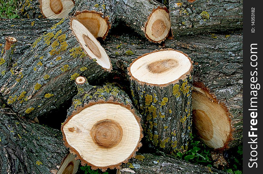 Wooden logs cut and piled