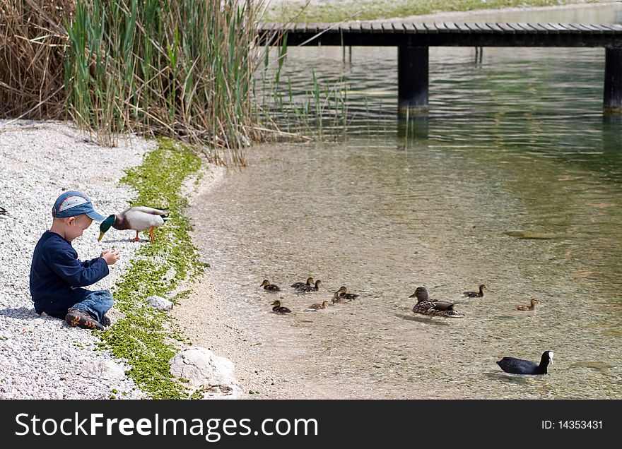 Child feeds the birds on the lake. Child feeds the birds on the lake.