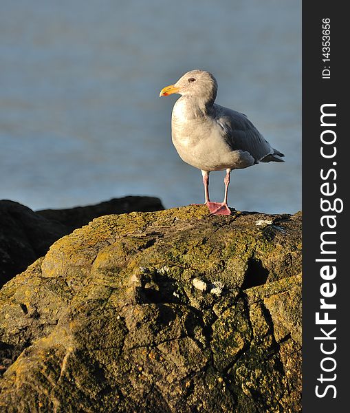 A seagull perched on a rock near the water. A seagull perched on a rock near the water.