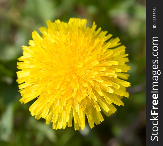 Yellow dandelion on a green background