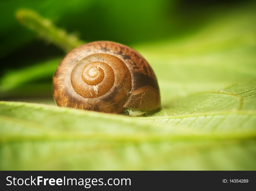 Close-up of a tiny snail on a green leaf. Close-up of a tiny snail on a green leaf.