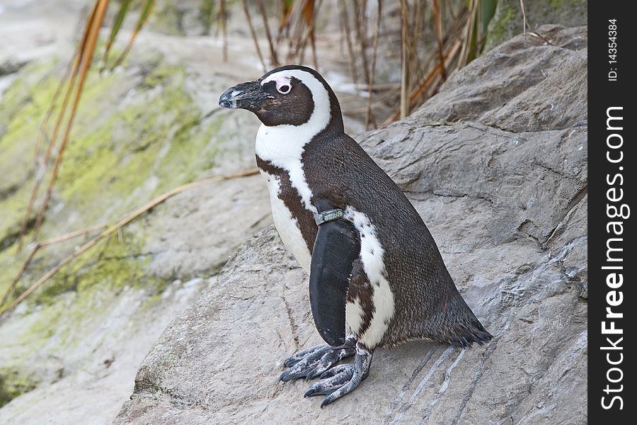 African Penguin sitting on a rock