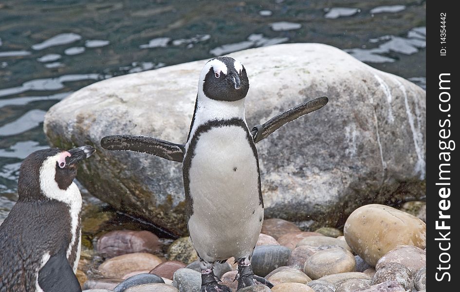 African Penguin sitting on a rock