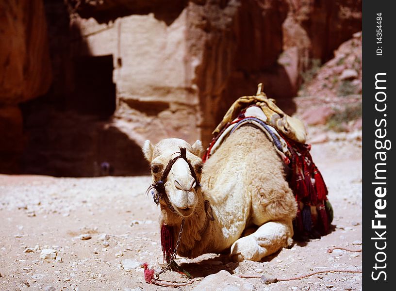 Camel resting at Petra, Jordan