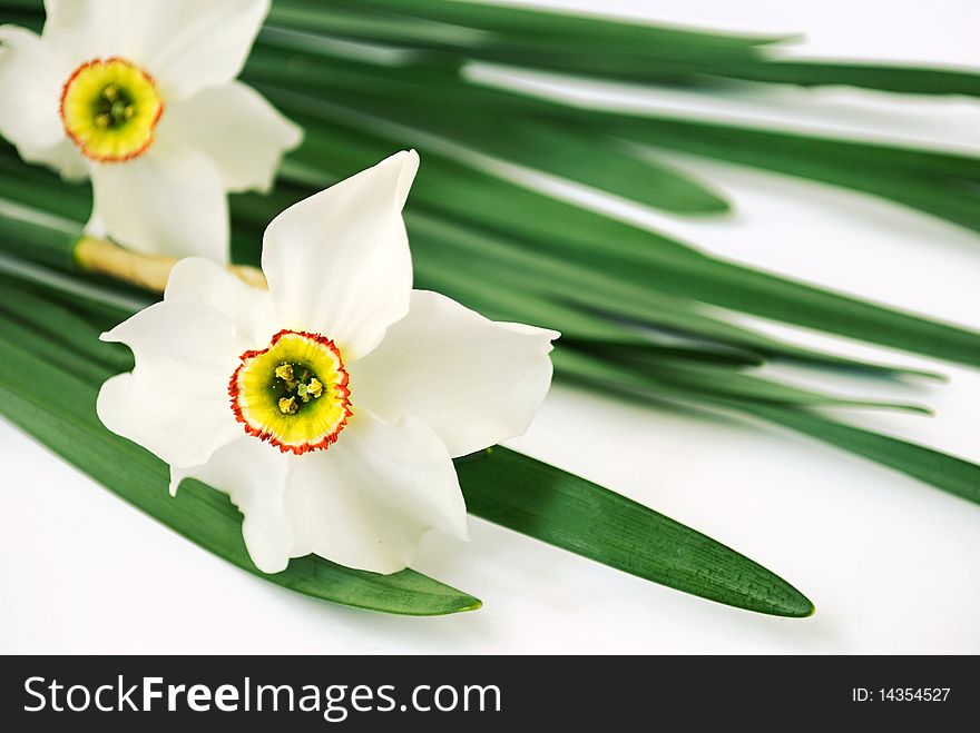 Beautiful spring daffodils on white background. Beautiful spring daffodils on white background