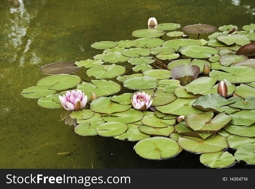 This image shows a lotus on a pond. This image shows a lotus on a pond