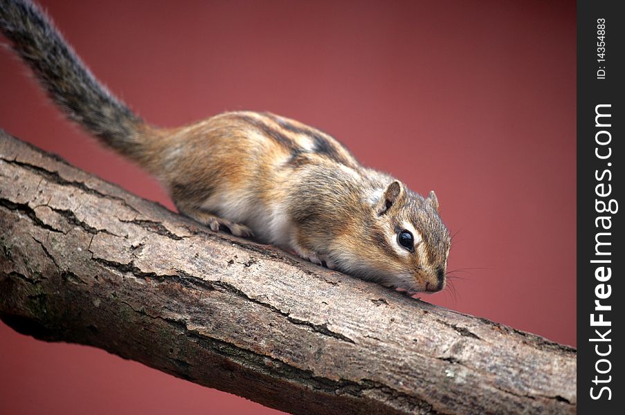 Portrait of a cute Chipmunk