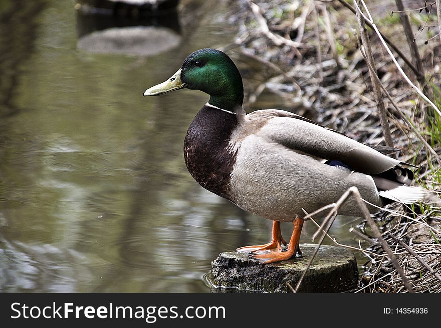 Common green Duck out less. Common green Duck out less