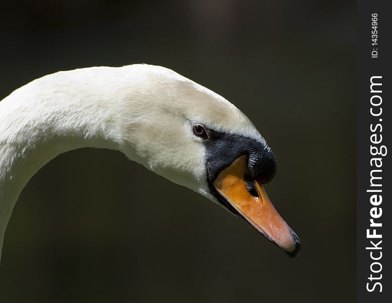 A side shot of an elegant swan. A side shot of an elegant swan