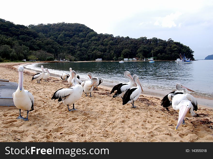 A group of Australian pelicans waiting for their next meal as the fishing boats are due in soon. A group of Australian pelicans waiting for their next meal as the fishing boats are due in soon