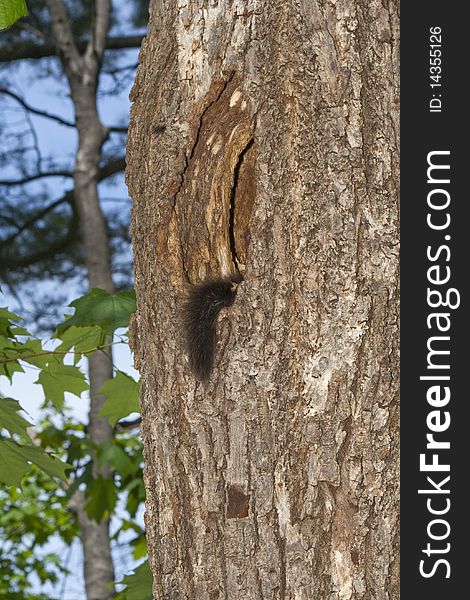 A squirrel tail sticking out of a hole in a tree. A squirrel tail sticking out of a hole in a tree