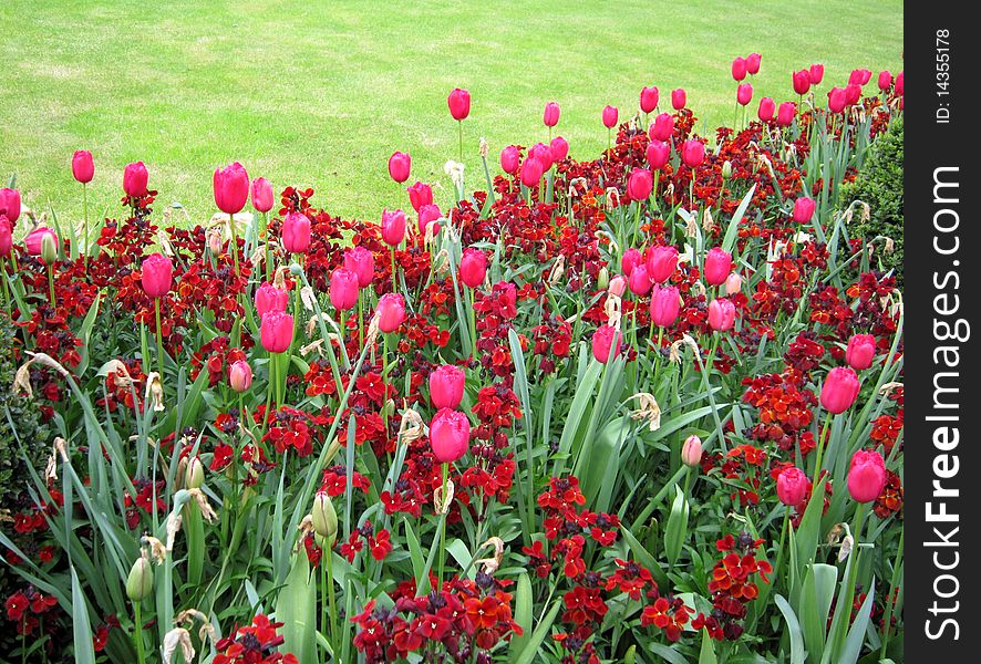 Red tulips with a green park background