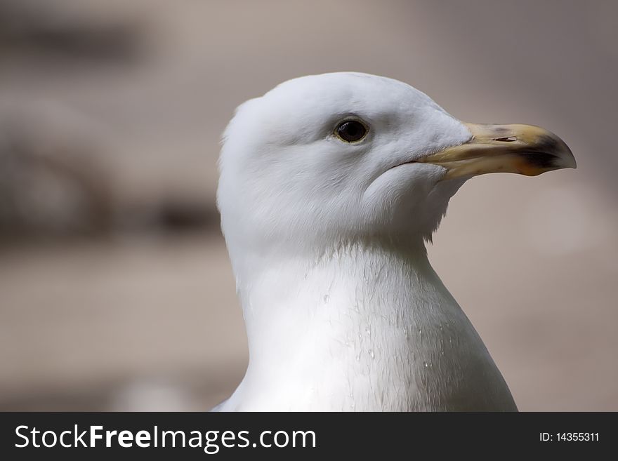 Seagull Profile