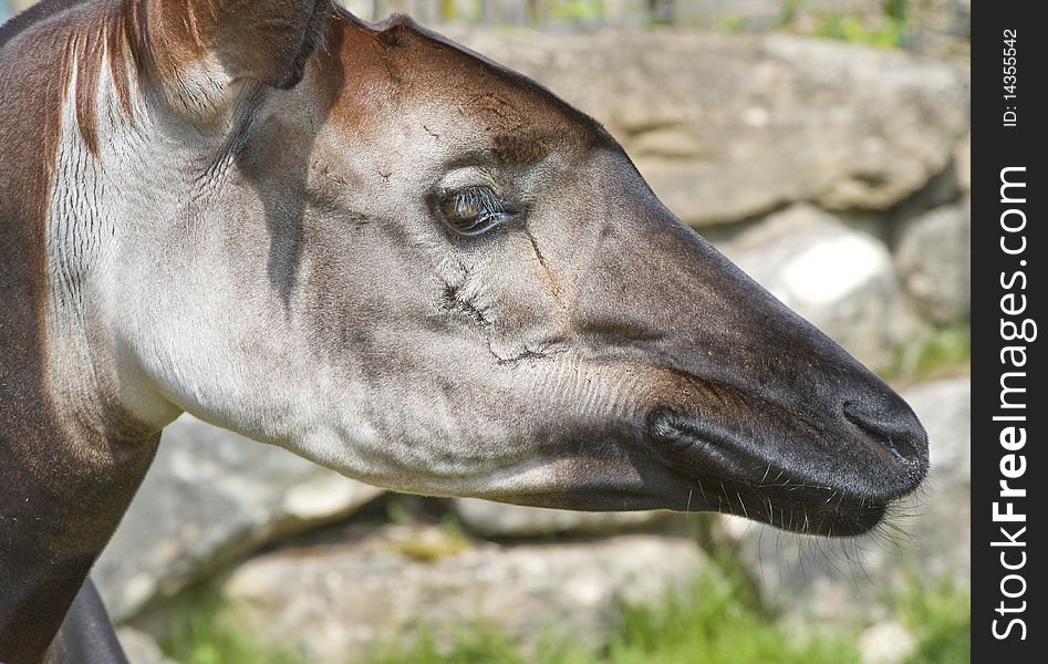 Closeup of the head of an Okapi