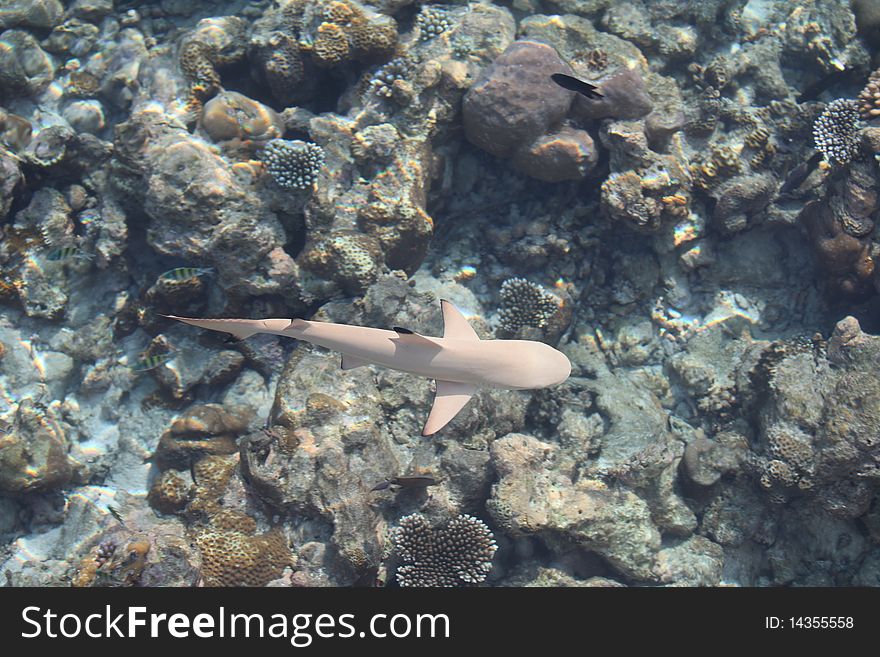 Asia, Maldive atoll Asdu Shark of the coral reef. Asia, Maldive atoll Asdu Shark of the coral reef