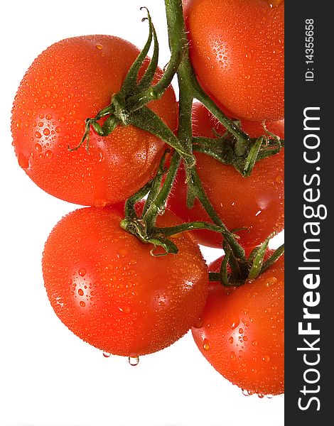 Branch with red tomatoes in water splashes. Branch with red tomatoes in water splashes