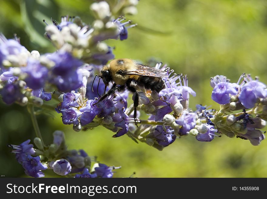 A bee pollinates purple flowers on the campus of the University of Virginia in Charlottesville, Virginia. A bee pollinates purple flowers on the campus of the University of Virginia in Charlottesville, Virginia