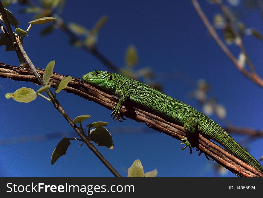 The green lizard is heated on a tree branch under the sun