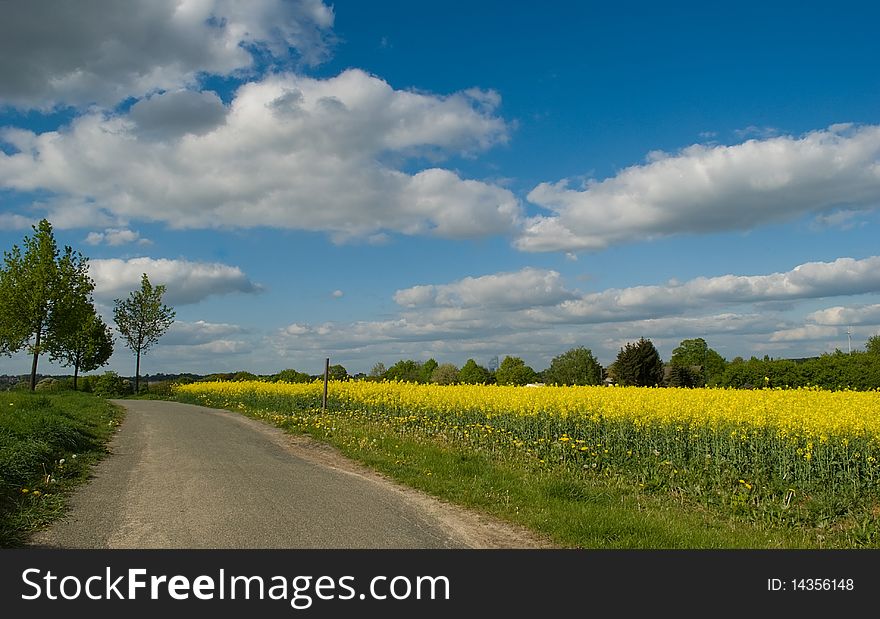 Vivid yellow field with blue skies and a dusty country road. Vivid yellow field with blue skies and a dusty country road.