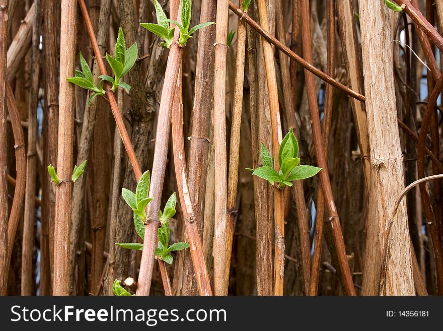 Young Green Shoots Of Jasmine