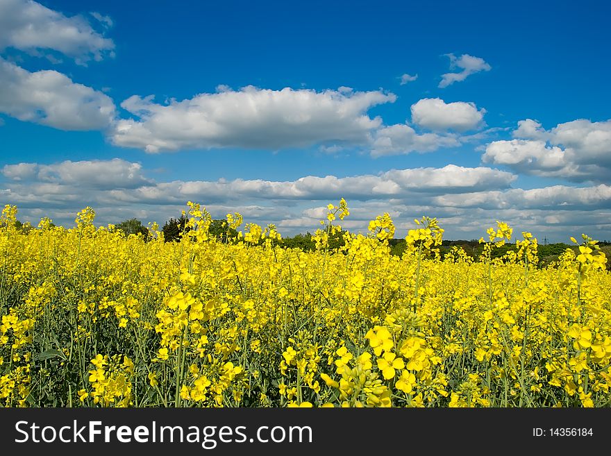 Vivid yellow rape  field with blue skies . Vivid yellow rape  field with blue skies .