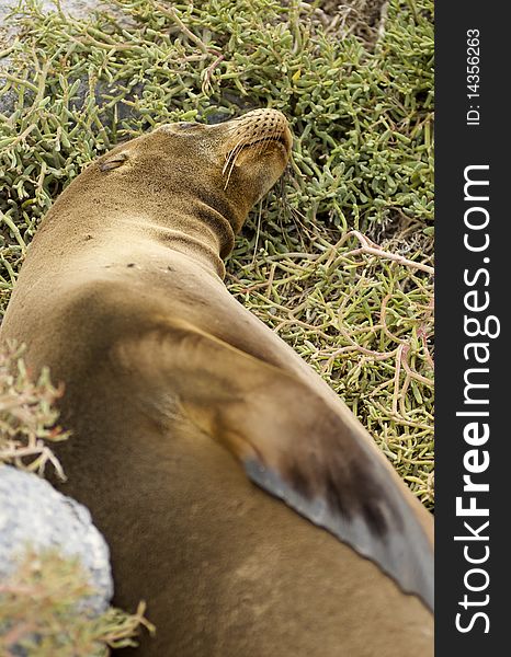 Galapagos Sea Lion passed out on Isla Santa Fe