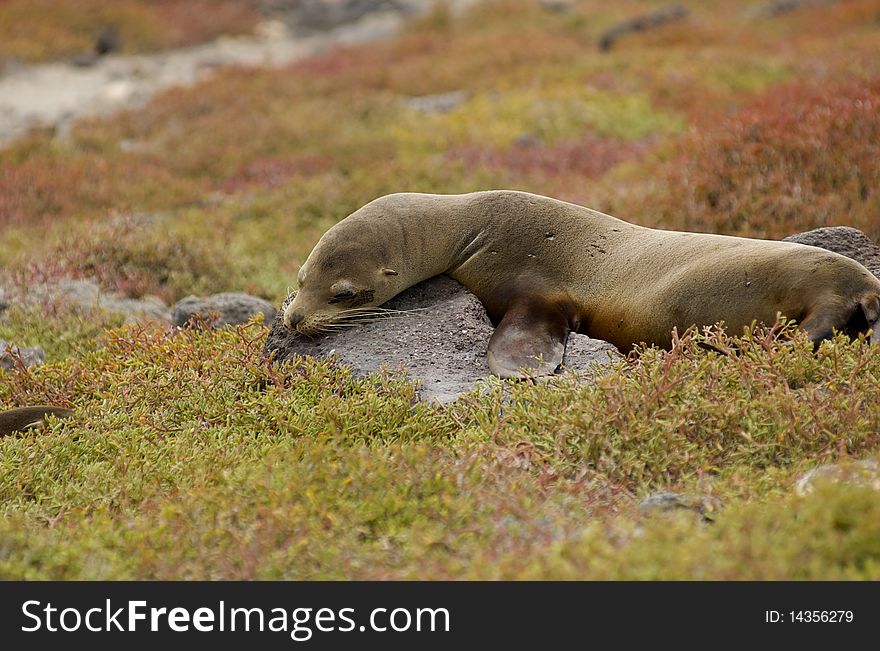 Sea Lion rests on Isla Santa Fe in Galapagos Islands. Sea Lion rests on Isla Santa Fe in Galapagos Islands