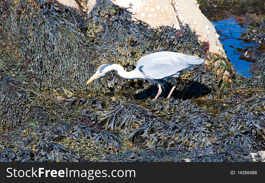 Heron hunting in the shallow of irish sea