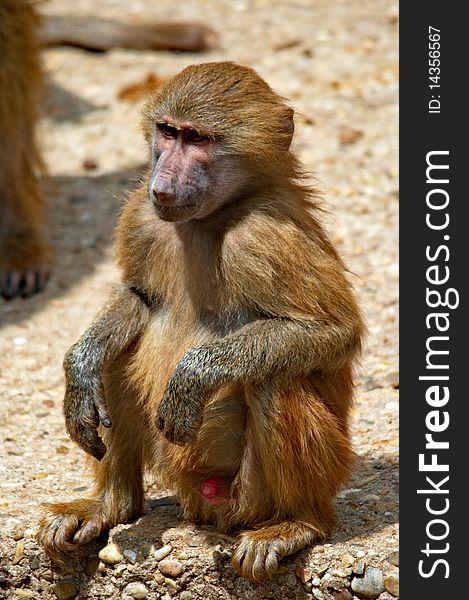 This is a photo (in profile) of a mandrill. This is a photo (in profile) of a mandrill