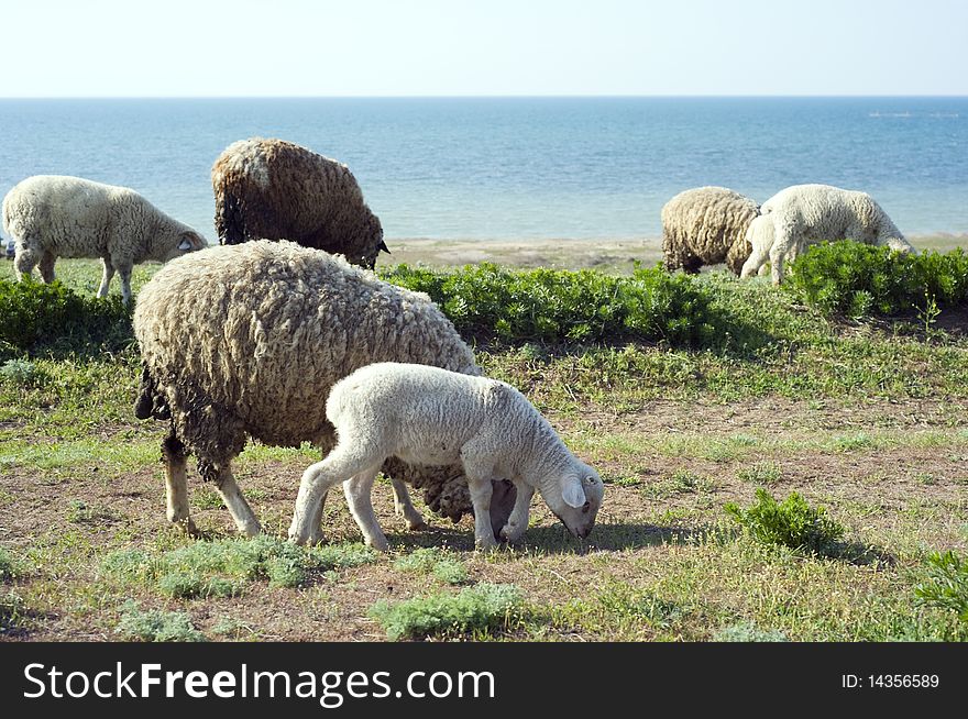 Herd of sheep grazing  in front of the sea