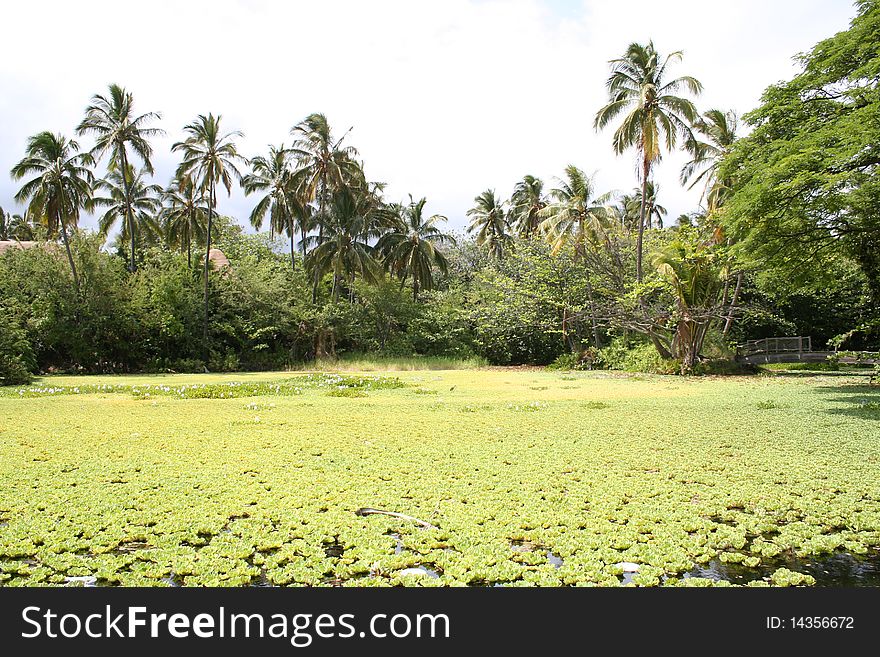 Water lilies over a lagoon on the Kona coast. Water lilies over a lagoon on the Kona coast.