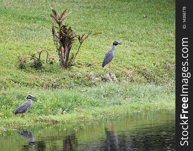 Posed pair of tropical rare birds. Posed pair of tropical rare birds