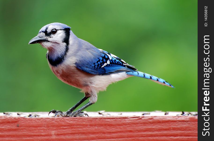 Blue Jay feeding on sunflower seeds on deck rail