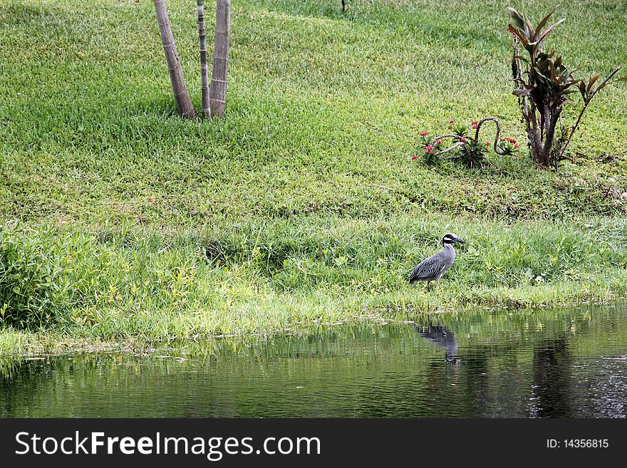 Tropical setting with a rare yellow crown night heron posed. Tropical setting with a rare yellow crown night heron posed
