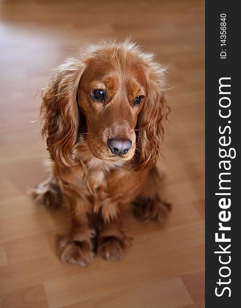 English Cocker Spaniel on a brown background