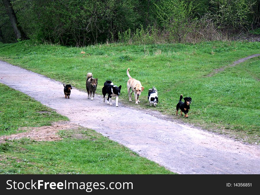 A pack of street dogs walking along the road. A pack of street dogs walking along the road