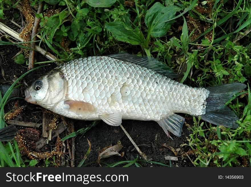 The caught fish lying in a grass