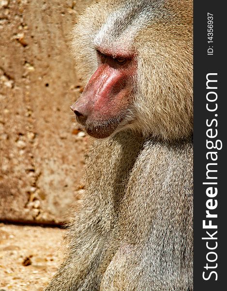 This is a photo (in profile) of a Mandrill. This is a photo (in profile) of a Mandrill