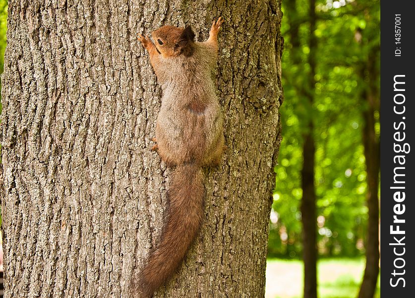 The squirrel sits on a tree in wood. The squirrel sits on a tree in wood