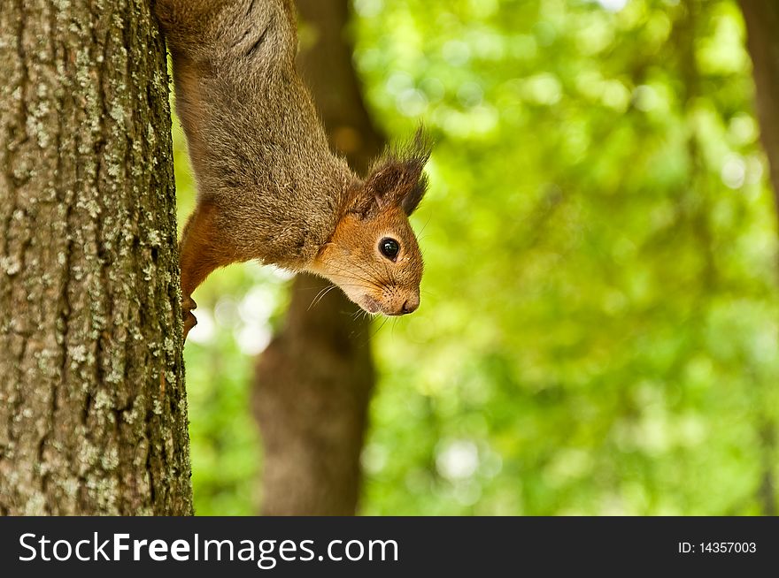 The squirrel sits on a tree in wood. The squirrel sits on a tree in wood