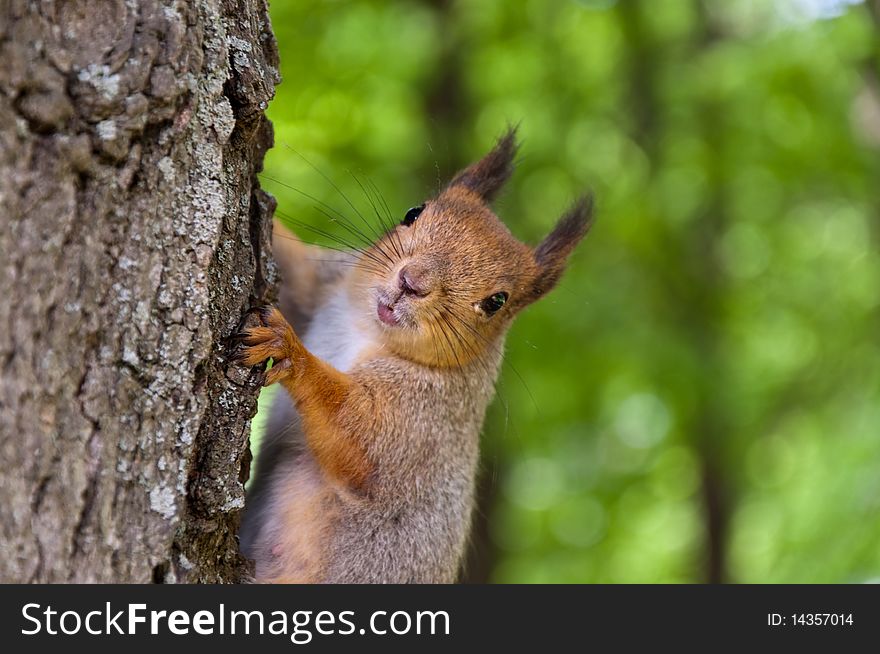 The squirrel sits on a tree in wood. The squirrel sits on a tree in wood